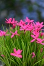 Summerstar Rhodoxis Fairy Tale, rose-red flowers